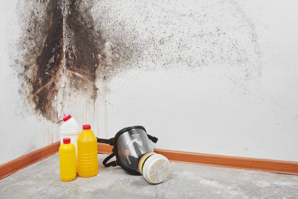 Best Black Mold Removal  in Barnsdall, OK