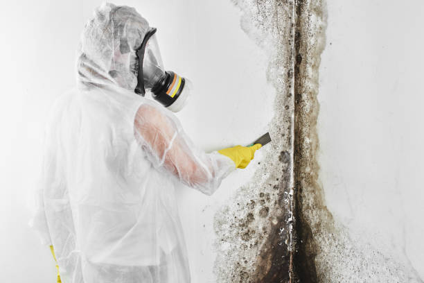 Reliable Barnsdall, OK Mold Removal Solutions