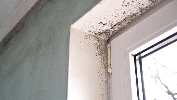 Best Mold Removal Process  in Barnsdall, OK