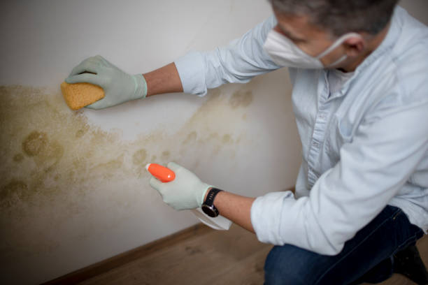 Best Home Mold Removal  in Barnsdall, OK