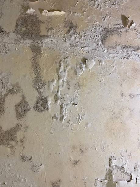 Best Mold Cleaning Services  in Barnsdall, OK