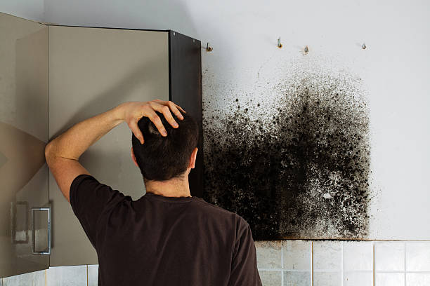 Best Mold Inspection  in Barnsdall, OK