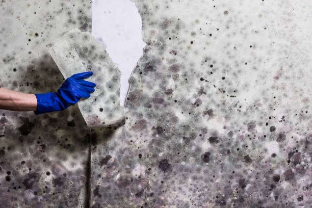 Best Attic Mold Removal  in Barnsdall, OK